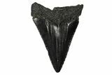 Serrated, Juvenile Megalodon Tooth - South Carolina #340736-1